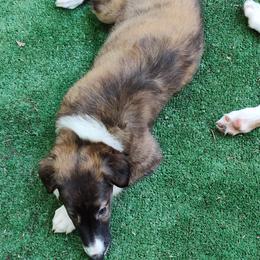 Borzoi and Samoyed Puppies from Kalabria