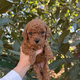 Jasmine - Red female Cavapoo puppy in Rio Linda, California from VitPom Puppies