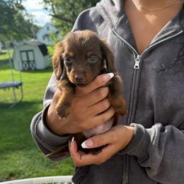 Chocco - Chocolate male Dachshund puppy in Mansfield, Ohio from Ohio House of Frenchies and Mini Dachshunds