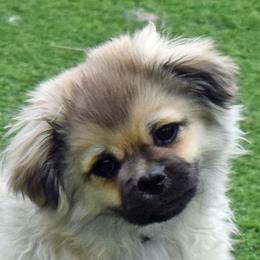 Tibetan Spaniel puppies from Tibroke’s