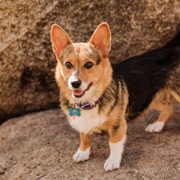 Pembroke Welsh Corgi Puppies from LTT Corgis