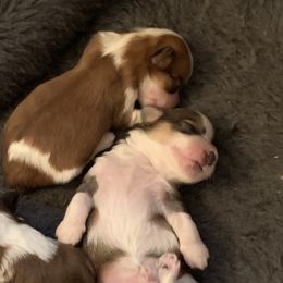 Havanese Puppies from Peace Love Havanese