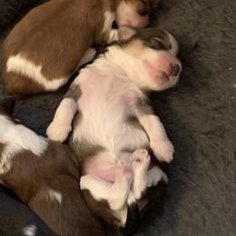 Havanese Puppies from Peace Love Havanese