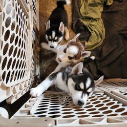 Siberian Husky Puppies from Huffman's Husky House