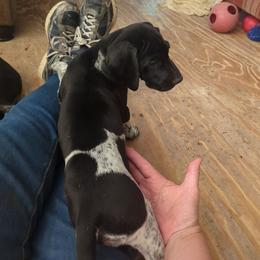 Girl 3 - Black and white female German Shorthaired Pointer puppy in Appleton, Wisconsin from Kay Quaintance's German Shorthaired Pointers