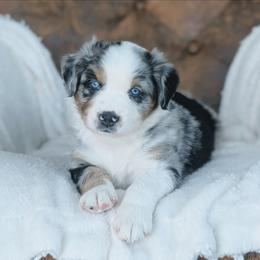 Blue - Blue merle male Australian Shepherd puppy in Yakima, Washington from Naches Heights Ranch