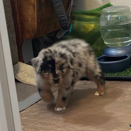 Coors - Blue merle male Australian Shepherd puppy in Phoenix, Arizona from Oma K’s Aussies