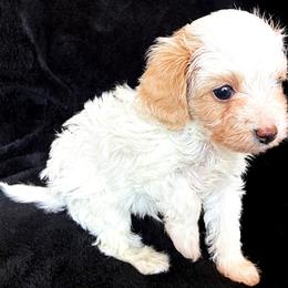 Bichon Frise and Poodle Puppies from Daisy Pups