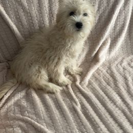 Sammy 1099 shipping to oc or La Ca200 - Cream female Yorkipoo puppy in Las Vegas, Nevada from Quality Poms and Yorkshire Terriers of Las vegas