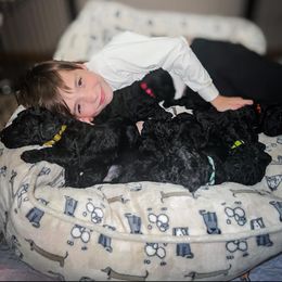 Poodle Puppies from Huckleberry Standard Poodles