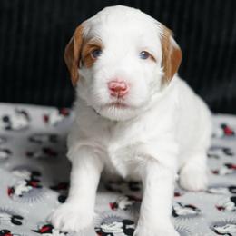 Thumper - Chalk male Australian Labradoodle puppy in Fontana, California from Glory Labradoodle’s