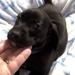 Sam - Black male Dachshund puppy in Griffin, Georgia from Always Trippin' Doxie Life