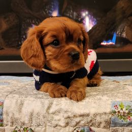 Cavalier King Charles Spaniel Puppies from Parker Puppies