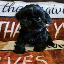 Black Girl - Black female Shih Tzu puppy in Oakville, Washington from Garrard Creek Shih Tzus
