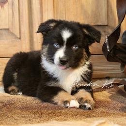 Cedar - Black tri-color male Australian Shepherd puppy in Grapeland, Texas from Smokin K Aussies