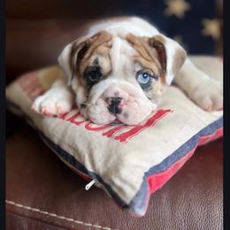 Beulah - Blue tri-color female Bulldog puppy in Clever, Missouri from Crystals Bulldog Bungalow