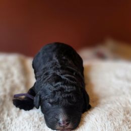 Reign - Black female Poodle puppy in Springfield, Oregon from Valaurah Farms