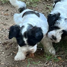 Jasper - Parti male Miniature Schnauzer puppy in Port Orchard, Washington from Silver Bells Miniature Schnauzers