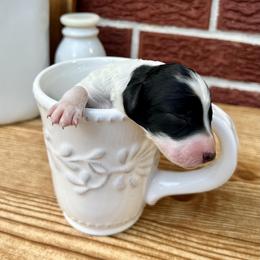 Goldendoodle and Poodle Puppies from SnickerDoodlePups