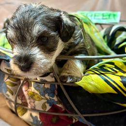 Baker - Salt and pepper male Miniature Schnauzer puppy in Comanche, Texas from Circle R