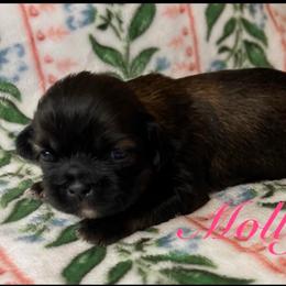 Molly - Red and tan female Shih Tzu puppy in Hemet, California from Aloha Shih Tzu