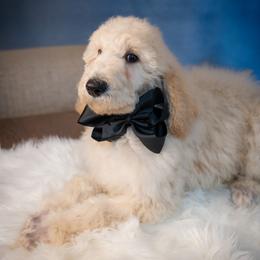 Tate - Cream male Poodle puppy in Leonard, Texas from Laird Farms