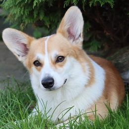 Keeper - Pembroke Welsh Corgi