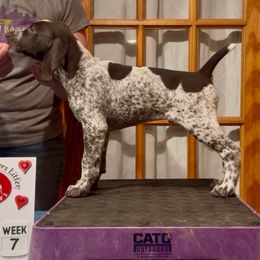 Freddie or Fredericksburg - Liver and white male German Shorthaired Pointer puppy in North Branch, Minnesota from Chrishelle Farm