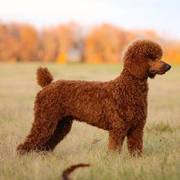 Burney - Poodle