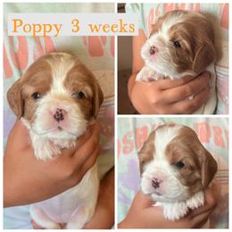 Poppy - Blenheim female Cavalier King Charles Spaniel puppy in Atwater, California from Countryside Royalty Cavaliers