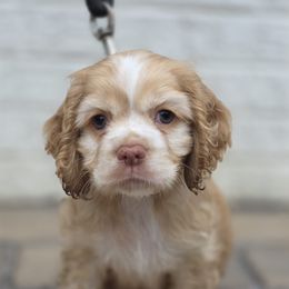 Cocker Spaniel Puppies from Cocker Cottage
