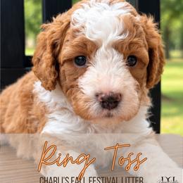 Ring Toss - Apricot male Goldendoodle puppy in Nacogdoches, Texas from Designer Doodles