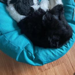 Goldendoodle, Golden Retriever, and Sheepadoodle Puppies from Guppy Puppies