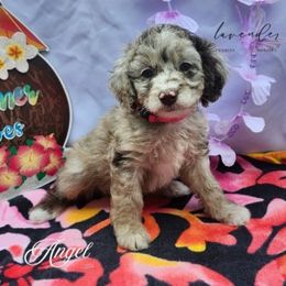 Angel - Merle female Cockapoo puppy in Mancelona, Michigan from Lavender poodles & doodles