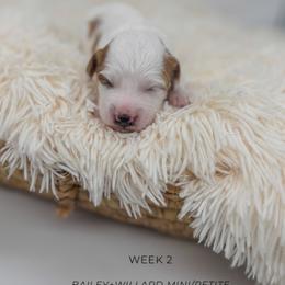 Latte - Parti female Goldendoodle puppy in New Harmony, Indiana from Cottonwood Farms