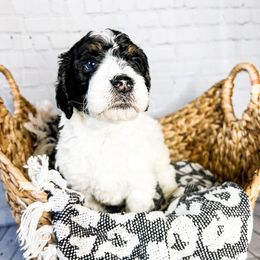 Joy - Bernedoodle puppy in Lehi, Utah from Larsen Litters