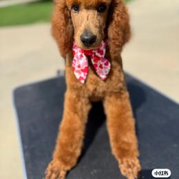 Poodle All Grown Up from Riverside red poodles