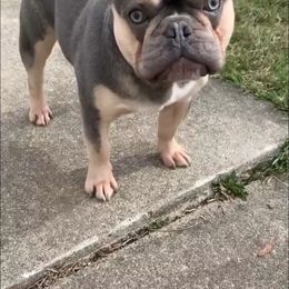 French Bulldog Puppies from Jessicah's Frenchies Michigan's French Bulldog Breeder