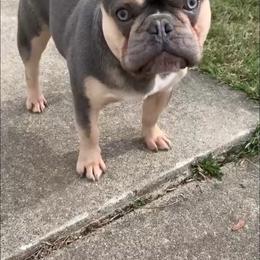 French Bulldog Puppies from Jessicah's Frenchies Michigan's French Bulldog Breeder