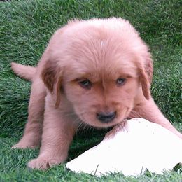 Pearl - Golden female Golden Retriever puppy in Salem, Oregon from Oregon Rose Goldens