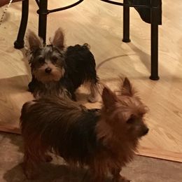 Yorkshire Terrier Puppies from YorkiStars