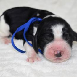 Hans - Black and white male English Springer Spaniel puppy in Chapmansboro, Tennessee from Balthrop Bend Farms