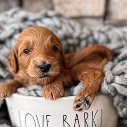 Ron - Red  Goldendoodle puppy in Corona, California from West Coast Goldendoodles