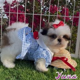Yuna - Gold and white female Shih Tzu puppy in Mercedes, Texas from Tzu Casa