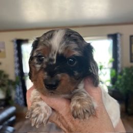 Black and Tan Dappled Pied Female - Dapple female Dachshund puppy in Delta, Colorado from Rose's Dachshunds