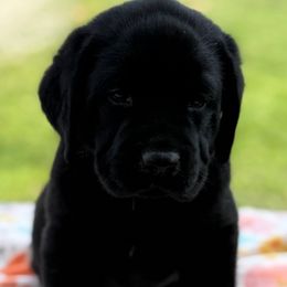 Blue collar - Black male Labrador Retriever puppy in Ledyard, Connecticut from Outback Stables