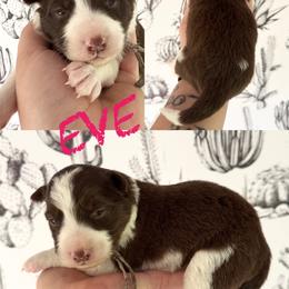 Eve - Red female Border Collie puppy in Sanger, California from Flying M Cactus Ranch Buddies