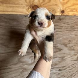BMF 3 - Blue merle female Australian Shepherd puppy in Cushing, Oklahoma from Midwest Aussies