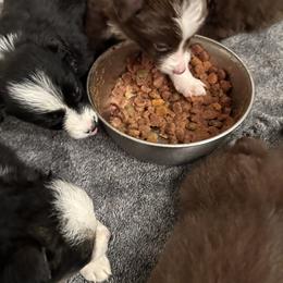 Border Collie Puppies from Athena’s Collies