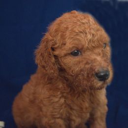 Poodle Puppies from Poodle Majesty